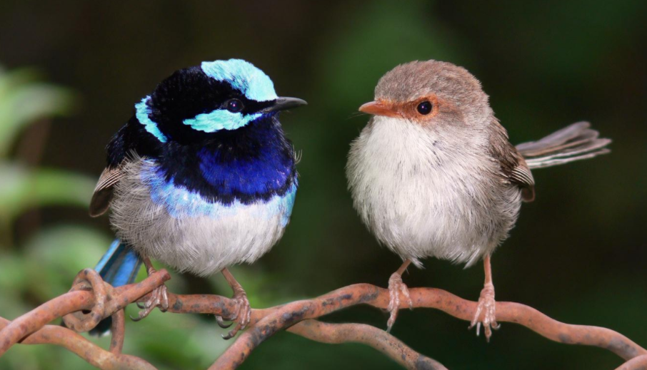 <b>濒临灭绝的鸟类失去了它们的歌声，它们找不到伴侣</b>
