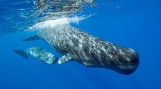抹香鲸学会了避开捕鲸船，并警告其他鲸