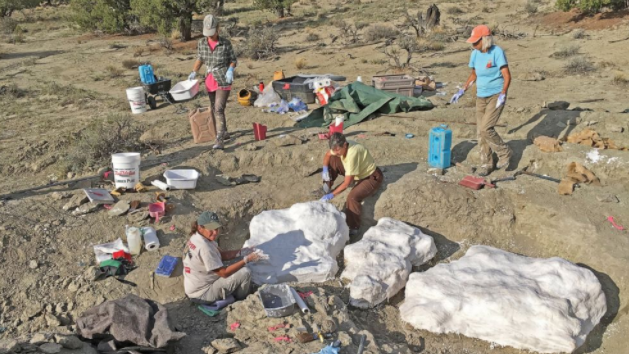 大量化石遗址可能证明暴龙群居