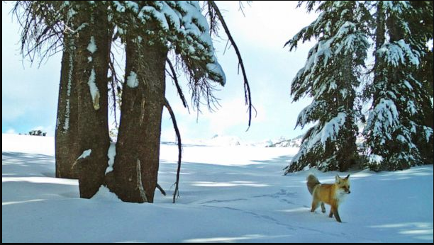 内华达山脉红狐被列为联邦濒危物种